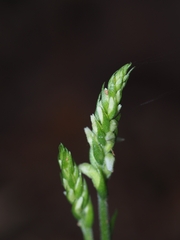Spiranthes ovalis erostellata