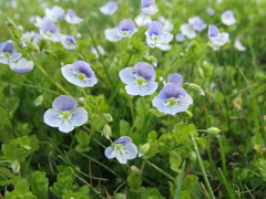 Veronica filiformis