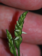 Spiranthes ovalis erostellata