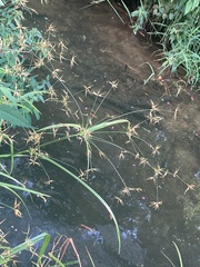 Rhynchospora corniculata