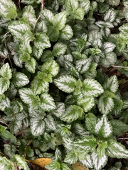Lamium galeobdolon argentatum