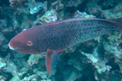 Scarus rubroviolaceus