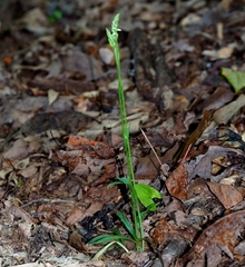 Spiranthes ovalis erostellata