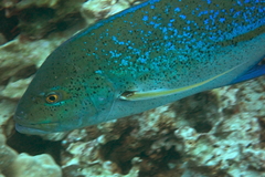 Caranx melampygus