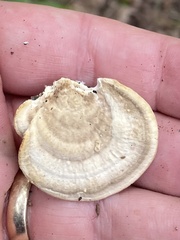 Trametes lactinea