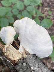 Trametes lactinea