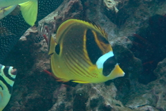 Chaetodon lunula