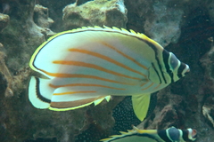 Chaetodon ornatissimus