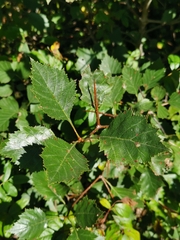 Crataegus chrysocarpa