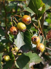 Crataegus chrysocarpa
