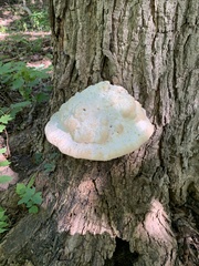 Climacodon septentrionalis