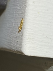 Philonome clemensella