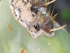 Hyperaspis trifurcata