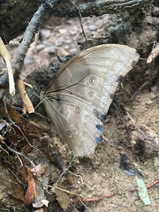 Morpho menelaus