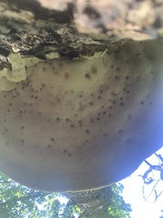 Climacodon septentrionalis