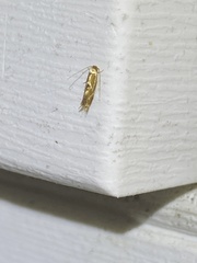 Philonome clemensella