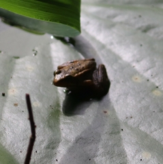 Rana