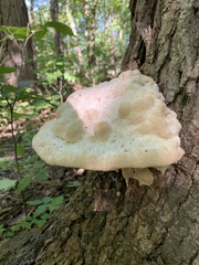 Climacodon septentrionalis