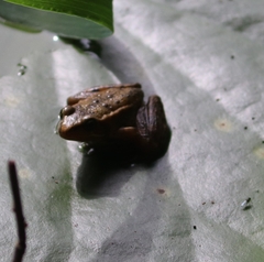 Rana