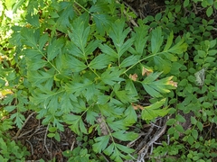 Ligusticum grayi