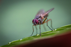 Cholomyia inaequipes