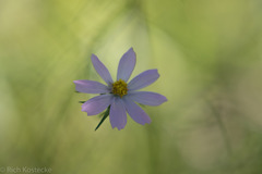 Cosmos parviflorus