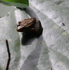 Rana
