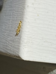 Philonome clemensella