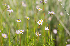 Cosmos parviflorus