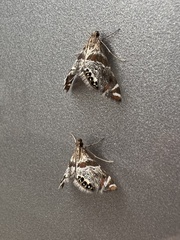 Petrophila jaliscalis