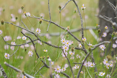 Cosmos parviflorus