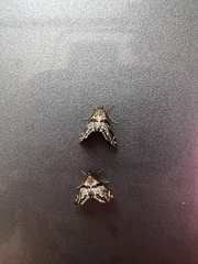 Petrophila jaliscalis