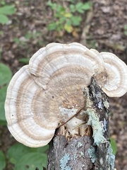 Trametes lactinea