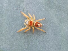 Phidippus arizonensis