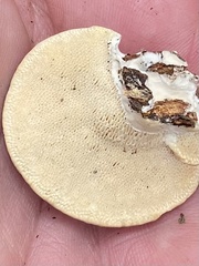 Trametes lactinea