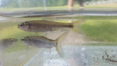 Luxilus chrysocephalus