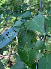 Eriophyes cerasicrumena