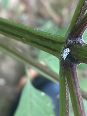 Cryptolaemus