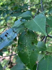 Eriophyes cerasicrumena