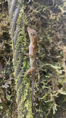 Anolis polylepis