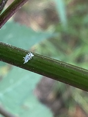 Cryptolaemus