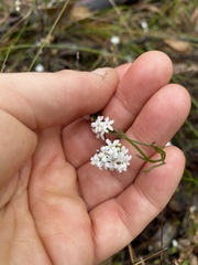 Leucopogon concurvus