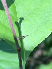 Diplazon laetatorius