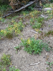 Ligusticum grayi