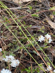 Leucopogon concurvus