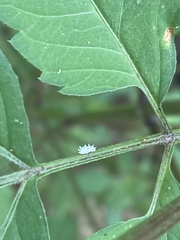 Cryptolaemus