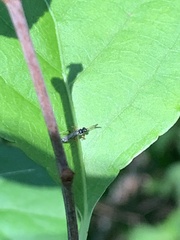 Diplazon laetatorius