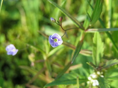 Veronica scutellata