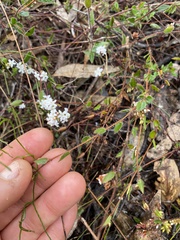 Leucopogon concurvus