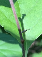 Diplazon laetatorius